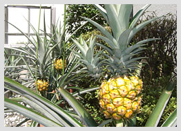 パイナップルを栽培中